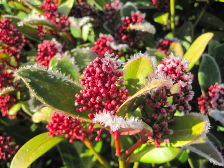 Winterflower_Web.jpg